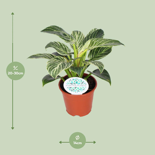 Philodendron Birkin - Ø14cm - ↕25cm - Plantabulous