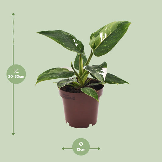 Philodendron White Princess - Ø12cm - ↕25cm - Plantabulous