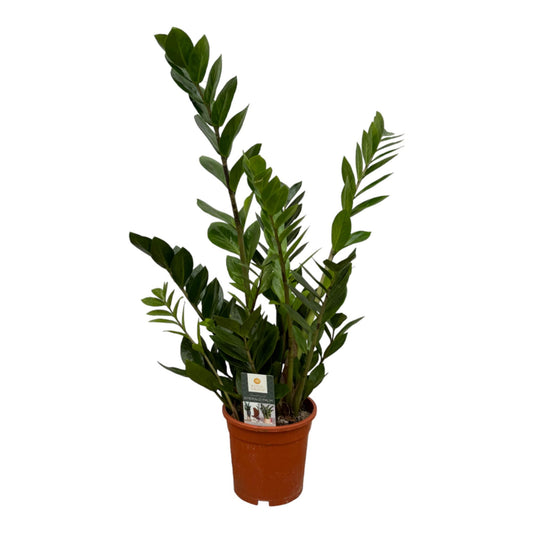 gluecksfeder Zamioculcas