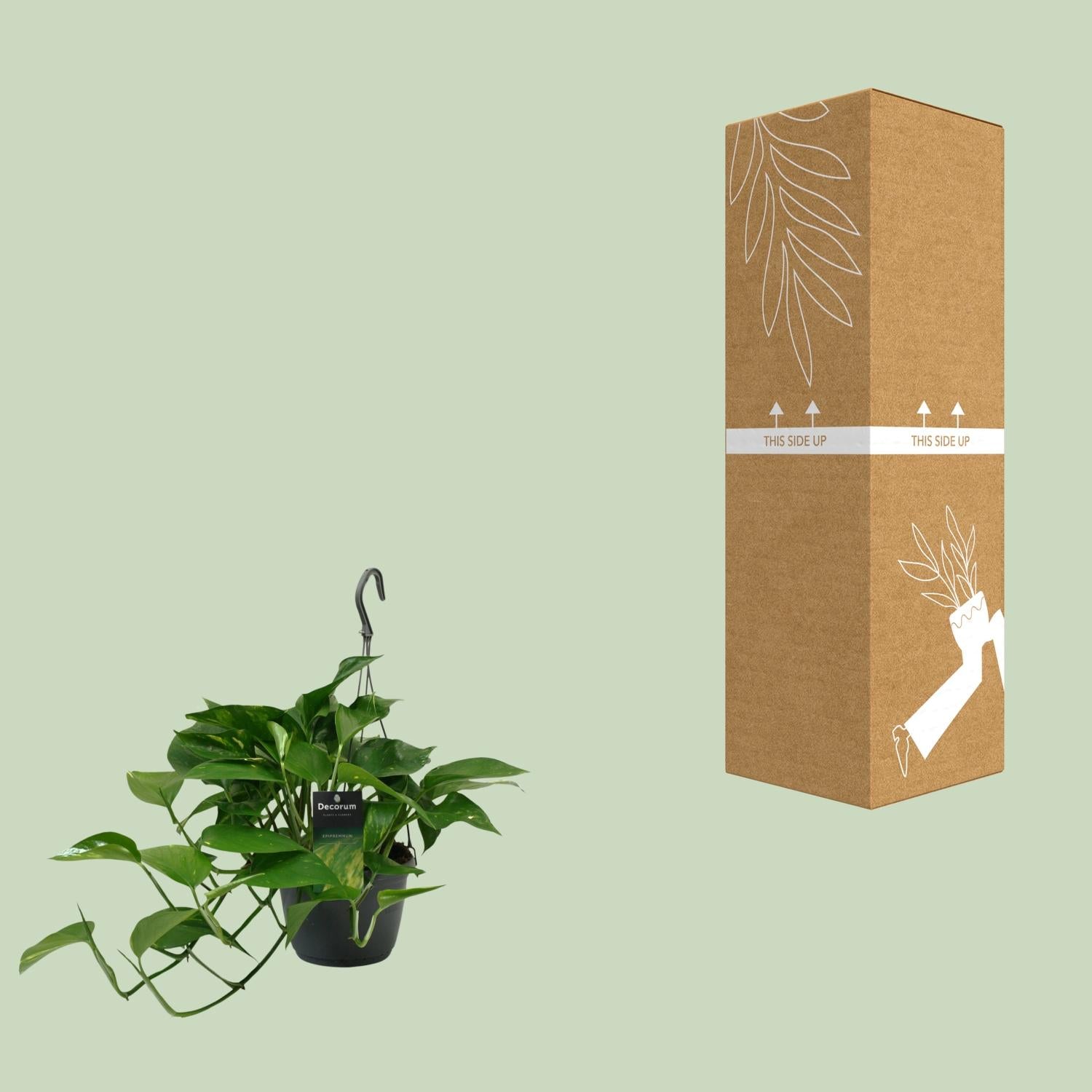 Scindapsus (Epipremnum) - Ø15cm - ↕45cm - Plantabulous