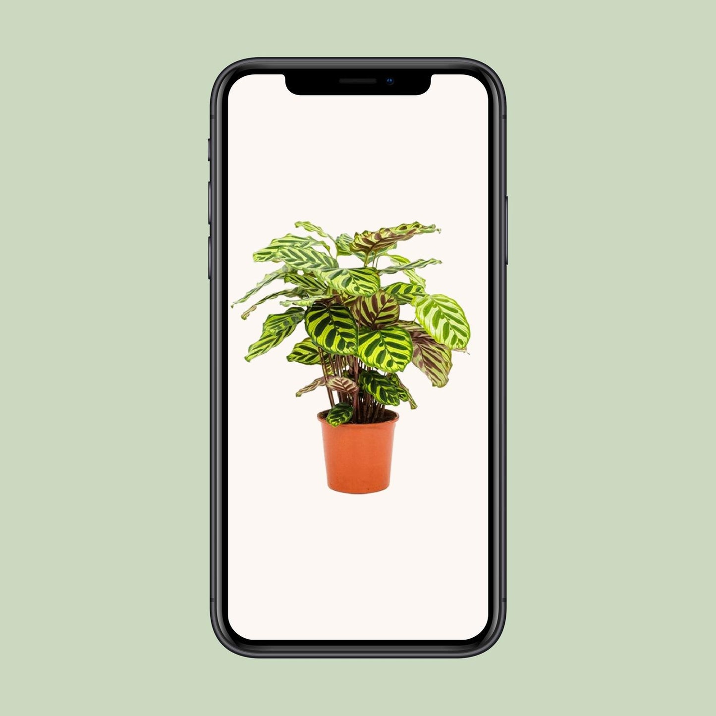 Calathea Makoyana - Ø14cm - ↕45cm - Plantabulous
