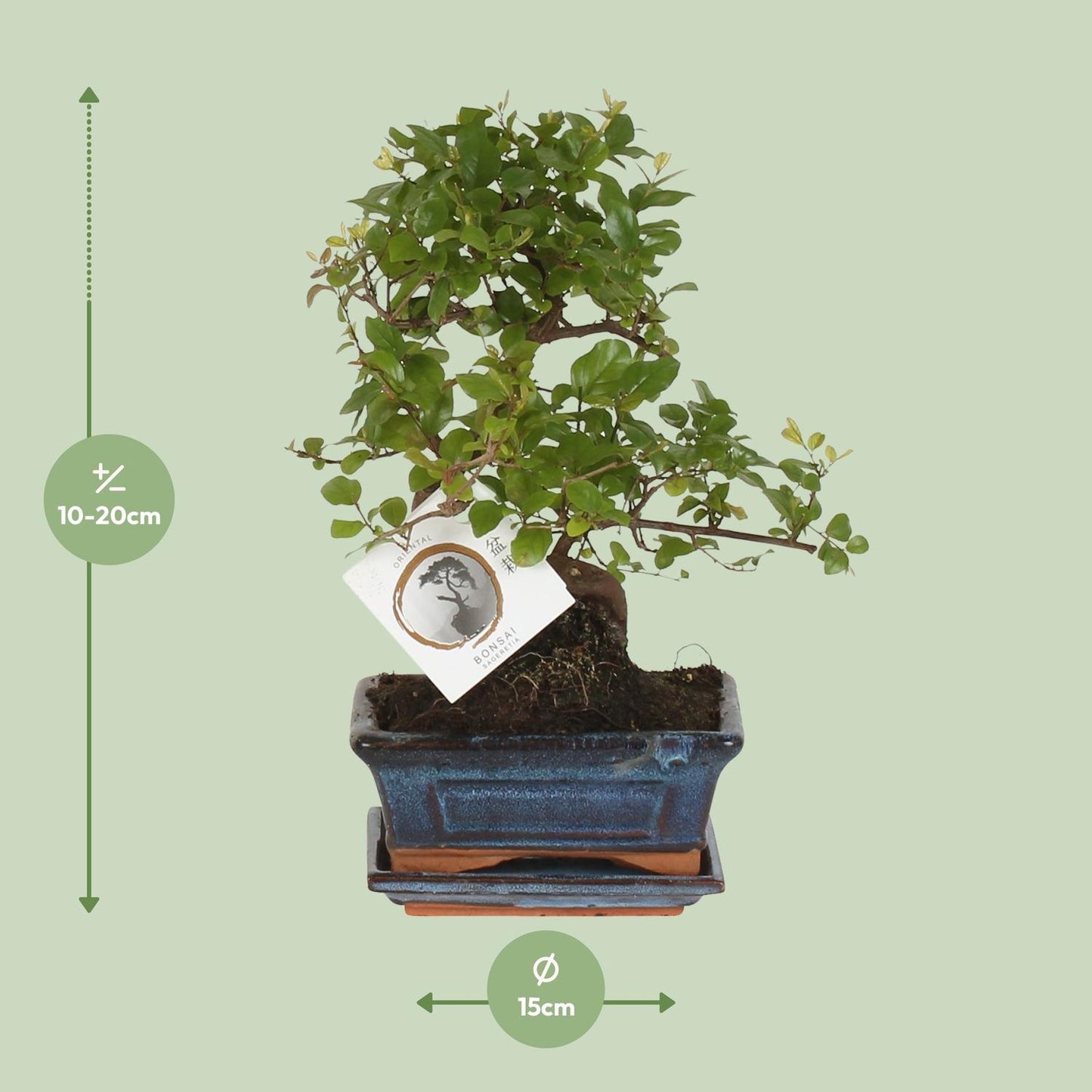 Bonsai – Sageretia theezans (S-Form) – 15 cm – Ø15 cm - Plantabulous