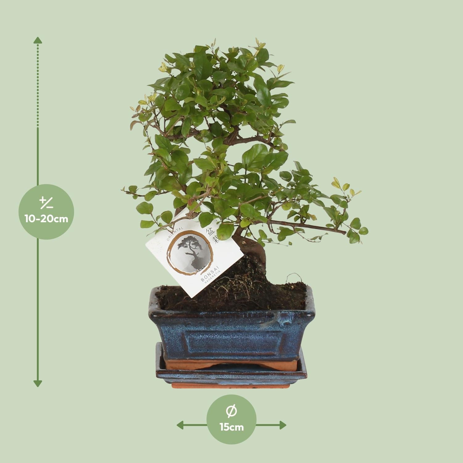 Bonsai – Sageretia theezans (S-Form) – 15 cm – Ø15 cm - Plantabulous
