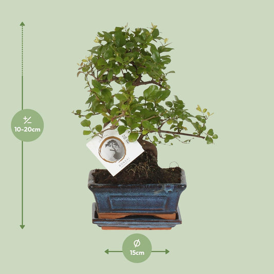 Bonsai – Sageretia theezans (S-Form) – 15 cm – Ø15 cm - Plantabulous
