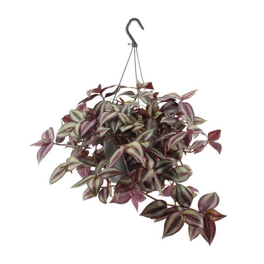 Dreimasterblume – Tradescantia 'Zebrina Violet' – ↑25 cm – Ø17 cm