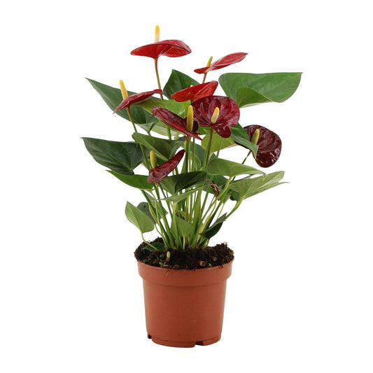 Anthurium Calon In Transparant Sleeve - Ø12cm - ↕36cm - Plantabulous