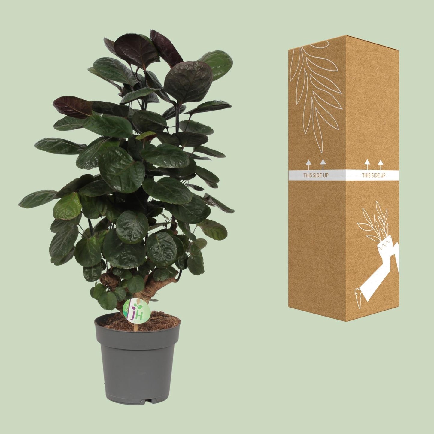 Aralienbaum – Polyscias Scutellaria 'Fabian' – ↑60 cm – Ø19 cm