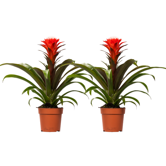 Guzmania Hope - 2 Stücke - Ø12cm - ↕40cm - Plantabulous