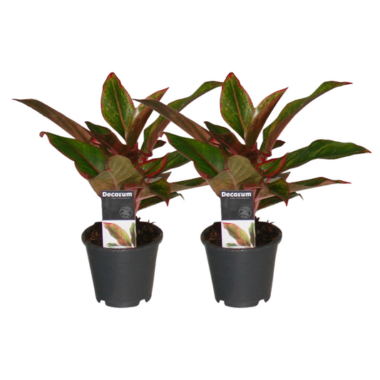 Aglaonema Crete - 2 Stücke - ø12 - ↕30cm - Plantabulous