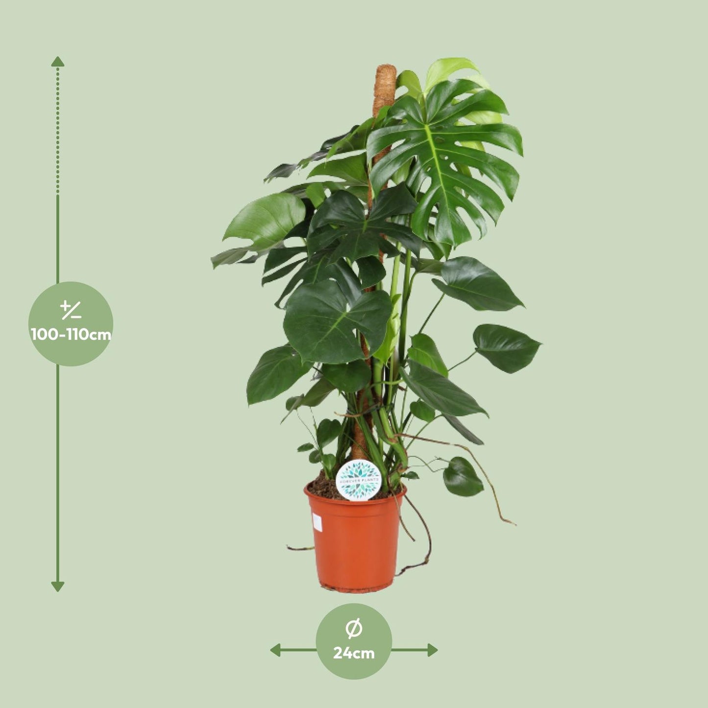 Monstera Deliciosa - Ø24cm - ↕105cm - Plantabulous