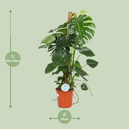 Monstera Deliciosa - Ø24cm - ↕105cm - Plantabulous