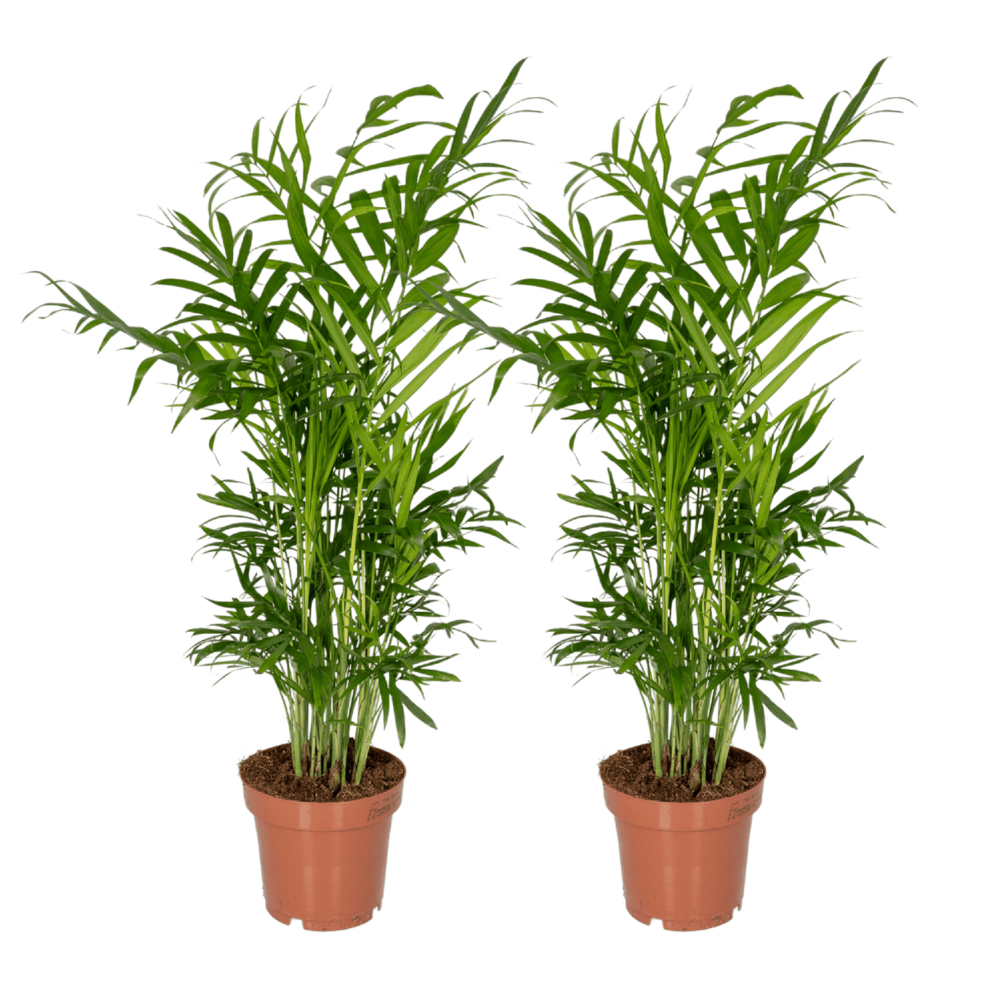 Pflanzen Set - 2 Pflanzen - Palmlilie - Chamaedorea Elegans - ↑40cm - Ø12 cm