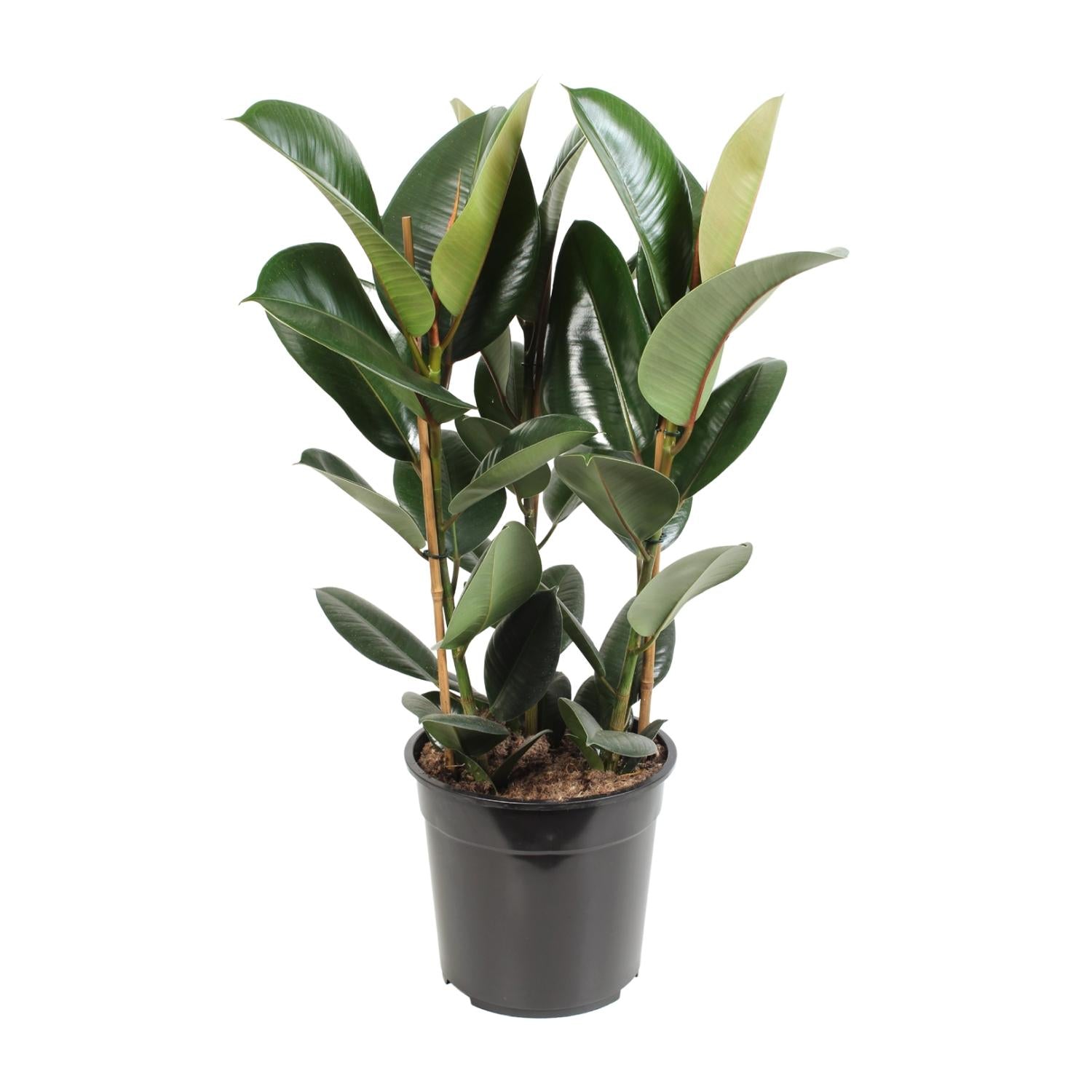 Ficus Elastica Robusta - Ø27cm - ↕85cm - Plantabulous