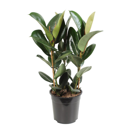 Ficus Elastica Robusta - Ø27cm - ↕85cm - Plantabulous