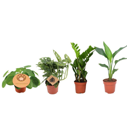 Musthave Pflanzenbox - 4 Stücke - Ø12cm - ↕20-40cm - Plantabulous