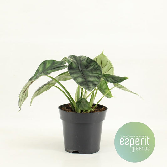 Alocasia Dragon Scale - Ø14cm - ↕25cm - Plantabulous