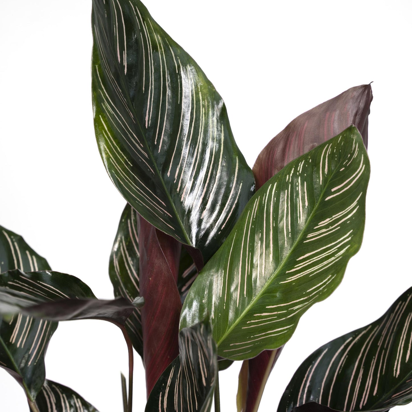 Korbmarante – Calathea ornata – 50 cm – Ø14 cm - Plantabulous
