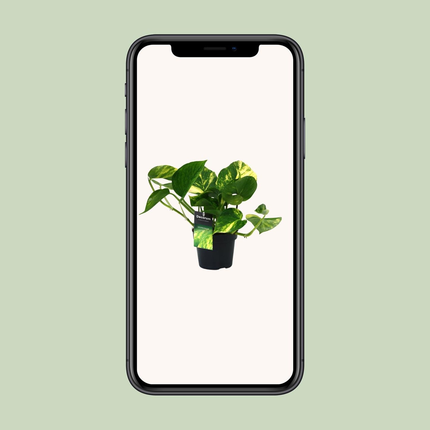 Efeutute – Scindapsus 'Aureum' (Epipremnum) – ↑25 cm – Ø12 cm
