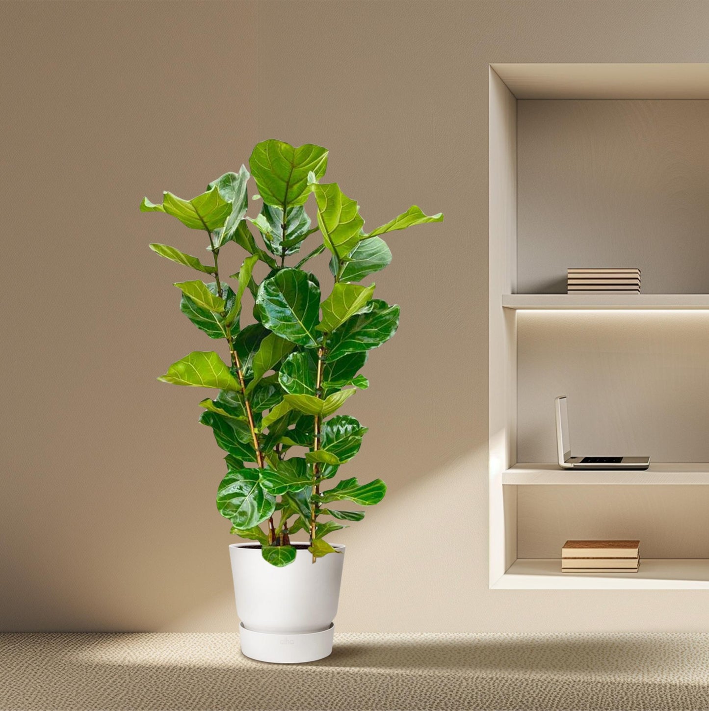 Geigenfeige – Ficus lyrata – 160 cm – Ø30 cm - Plantabulous