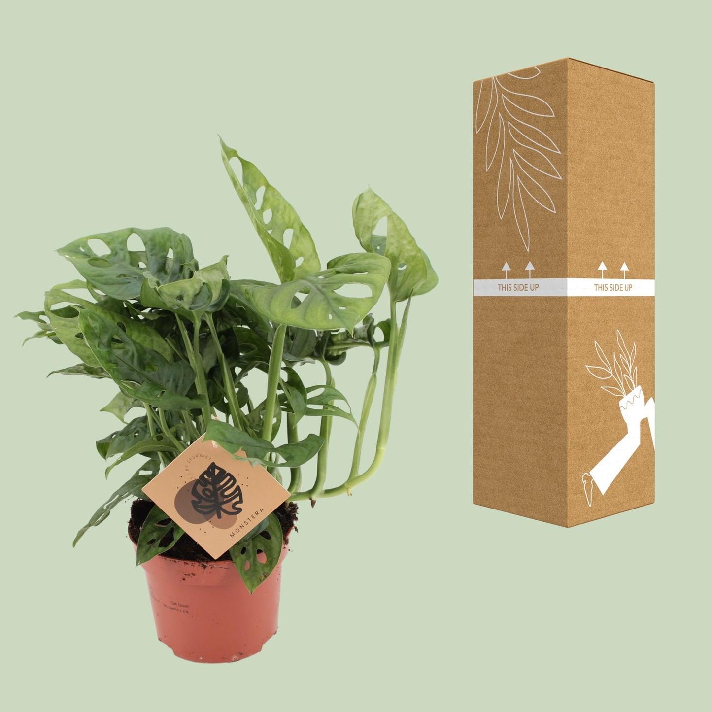Monstera Monkey - Ø12cm - ↕30cm - Plantabulous