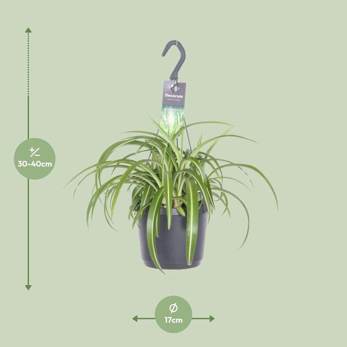 Chlorophytum Comosum Bonnie - Ø17cm - ↕35cm - Plantabulous