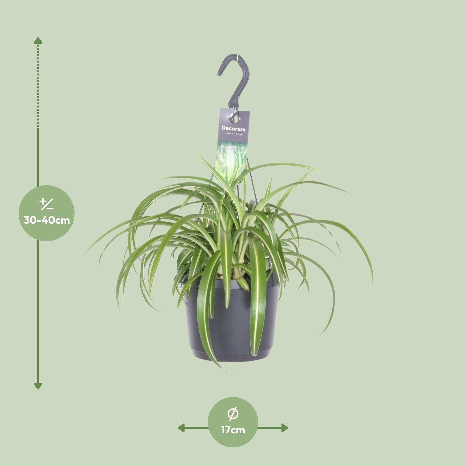 Chlorophytum Comosum Bonnie - Ø17cm - ↕35cm - Plantabulous