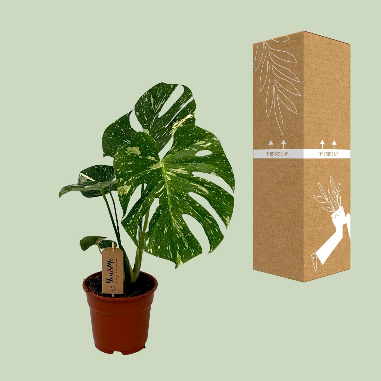 Monstera Deliciosa - Ø17cm - ↕50cm - Plantabulous