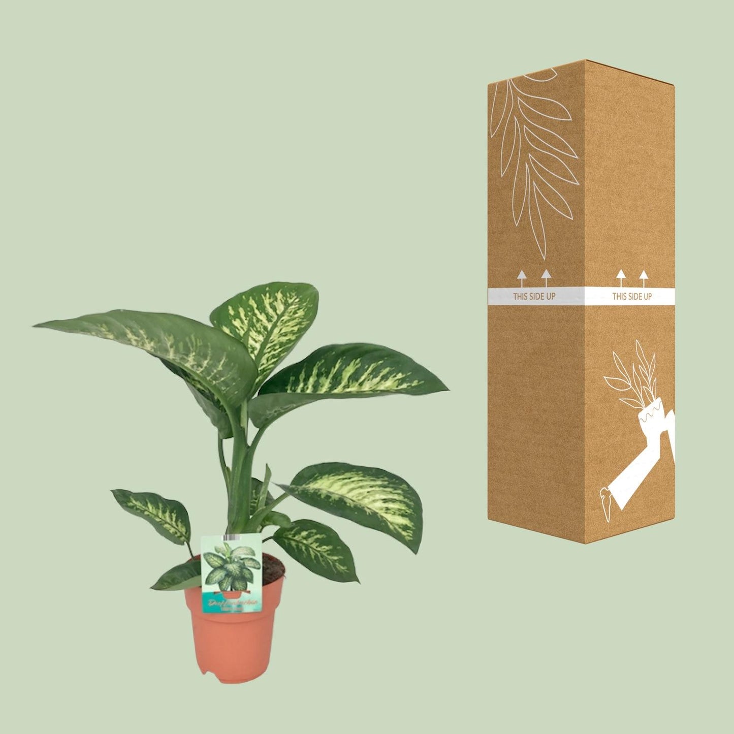 Dieffenbachie – Dieffenbachia Seguine 'Tropic Snow' – ↑70 cm – Ø19 cm