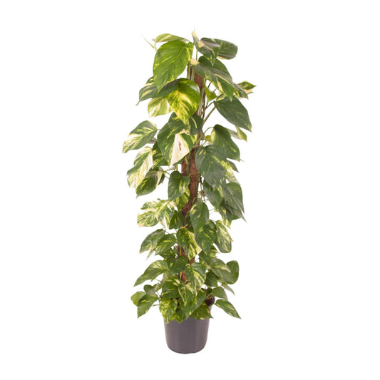 Efeutute – Epipremnum 'Pinnatum' – ↑120 cm – Ø24 cm