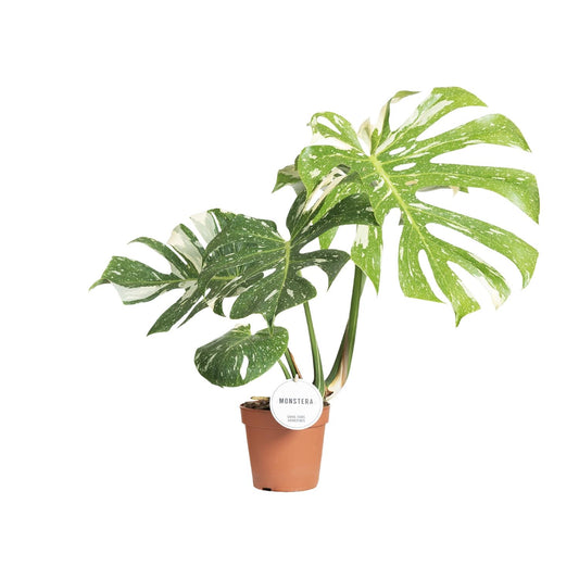 Monstera Thai Constellation - Ø15cm - ↕40-50cm - Plantabulous