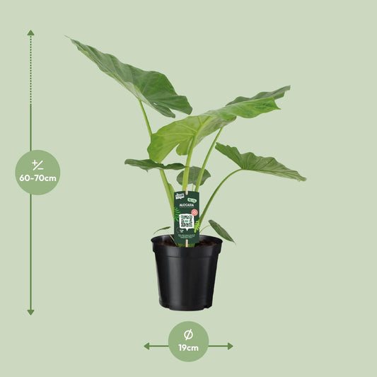 Pfeilblatt – Alocasia Macrorrhiza – 70 cm – Ø19 cm - Plantabulous