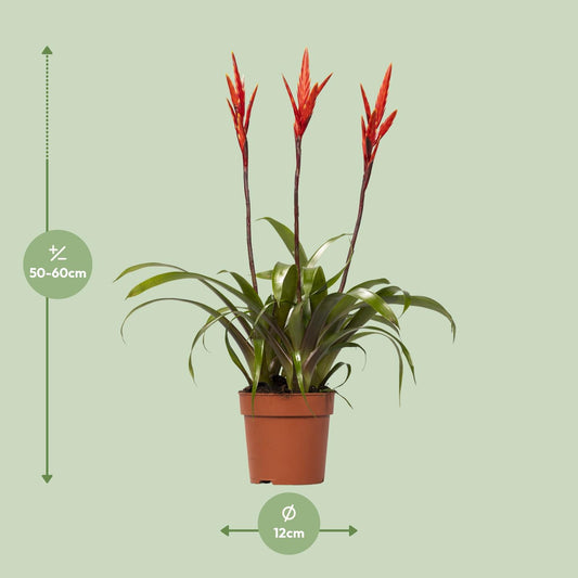 Vriesea Elan Toef - Ø12cm - ↕55cm - Plantabulous