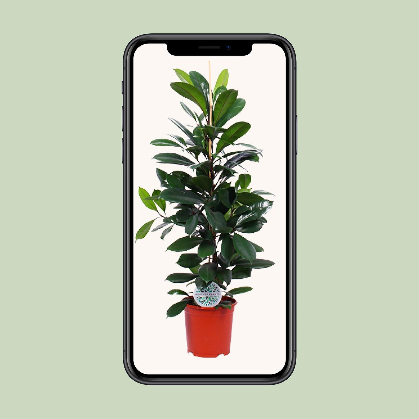 Ficus Cyathistipula - Ø21cm - ↕105cm - Plantabulous