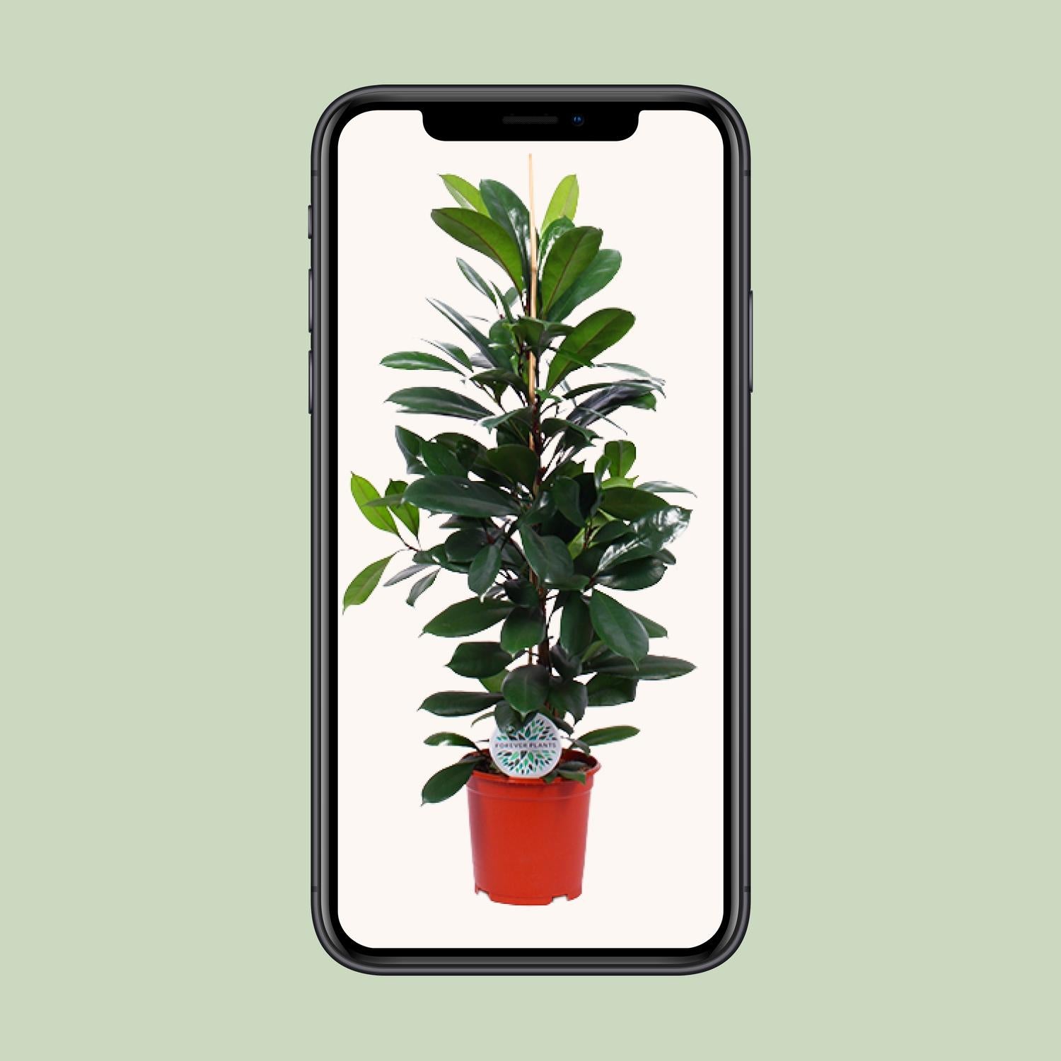 Ficus Cyathistipula - Ø21cm - ↕105cm - Plantabulous