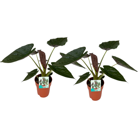 Alocasia Wentii - 2 Stücke - Ø19cm - ↕85cm - Plantabulous