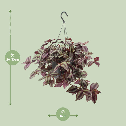 Dreimasterblume – Tradescantia 'Zebrina Violet' – ↑25 cm – Ø17 cm