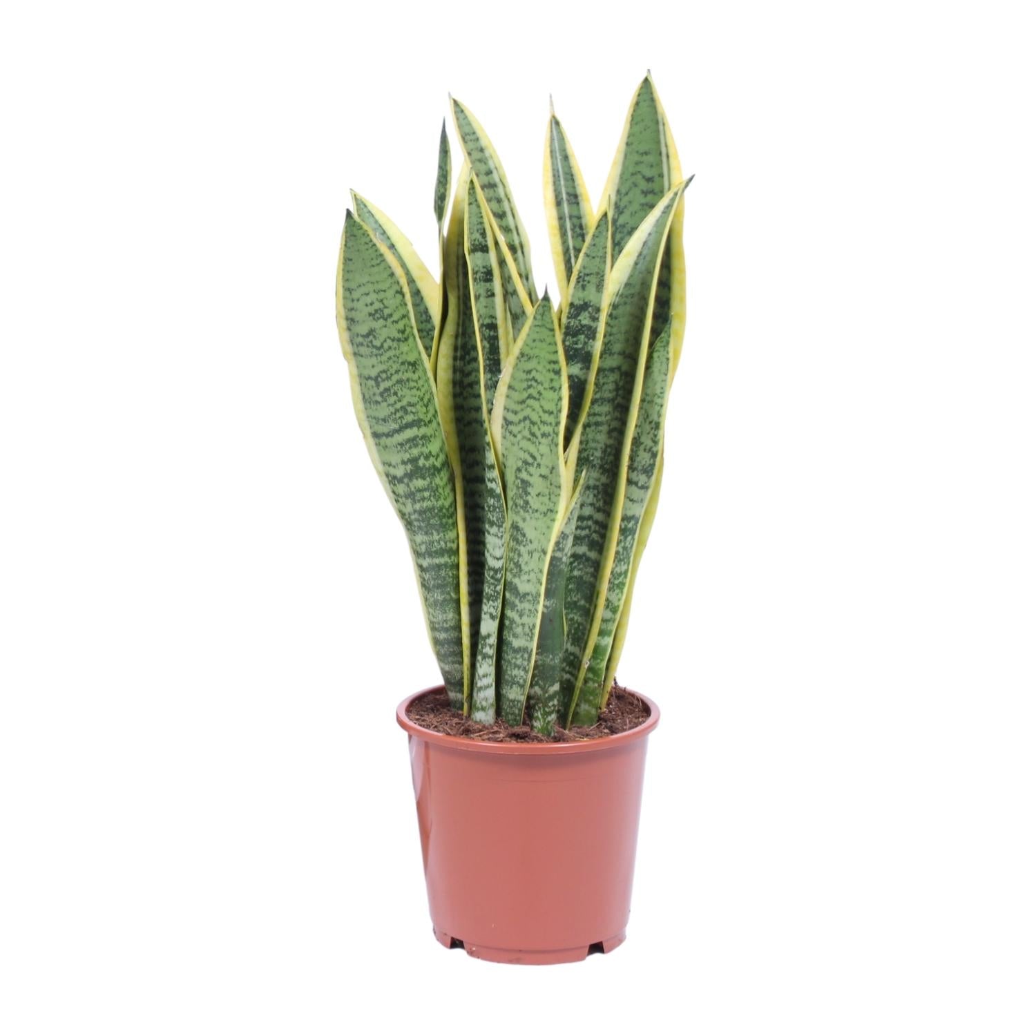 Bogenhanf – Sansevieria Trifasciata 'Laurentii' - Plantabulous