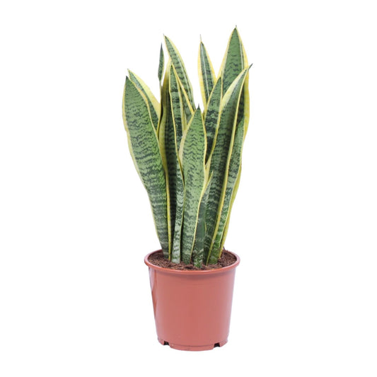 Bogenhanf – Sansevieria Trifasciata 'Laurentii' - Plantabulous