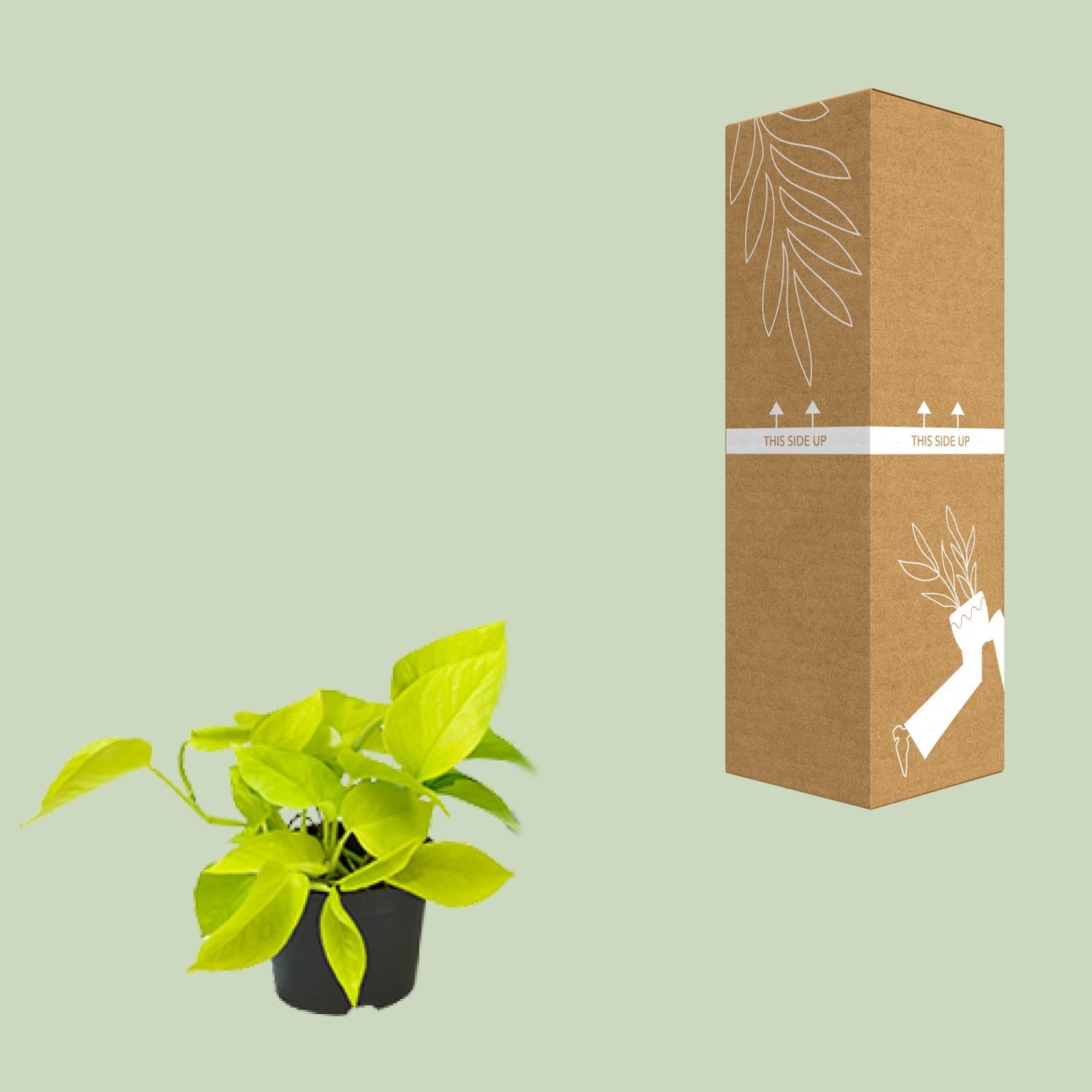 Efeutute – Epipremnum aureum 'Golden Pothos' – 15 cm – Ø12 cm - Plantabulous