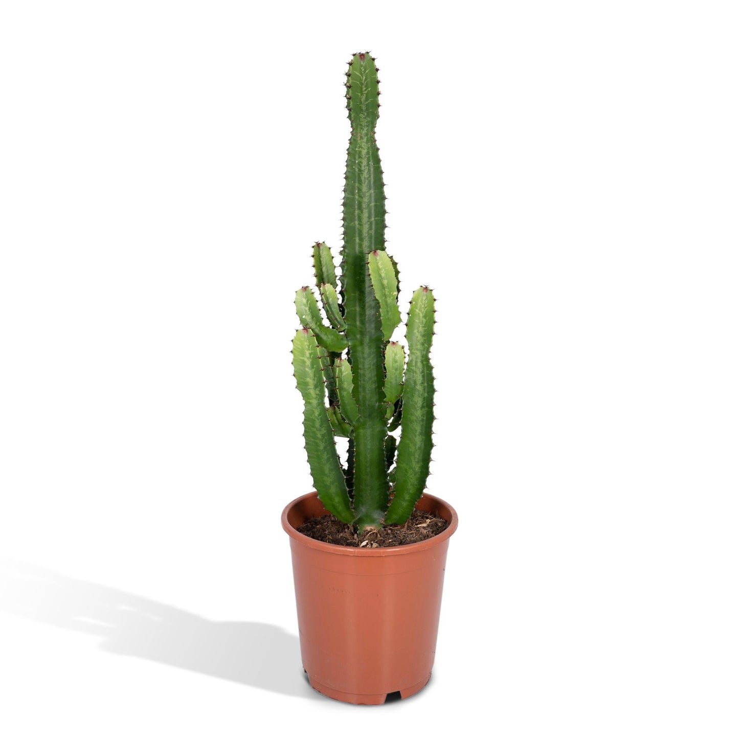 Wolfsmilch – Euphorbia Acrurensis – ↑60 cm – Ø24 cm