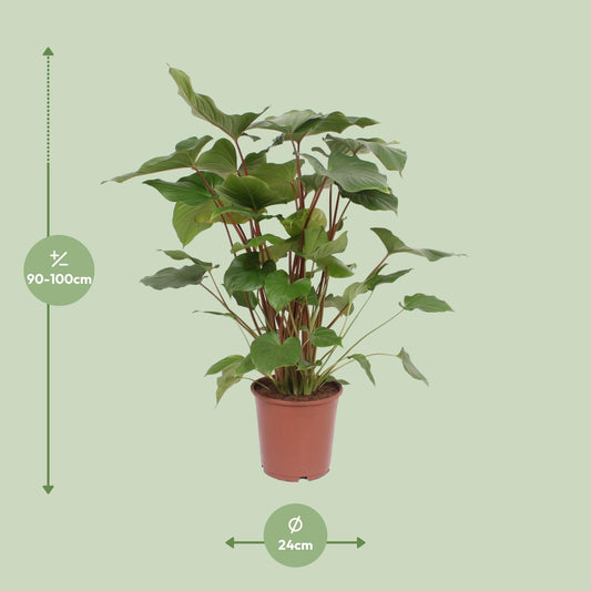 Homalomene – Homalomena Rubescens 'Maggy' – ↑90 cm – Ø24 cm