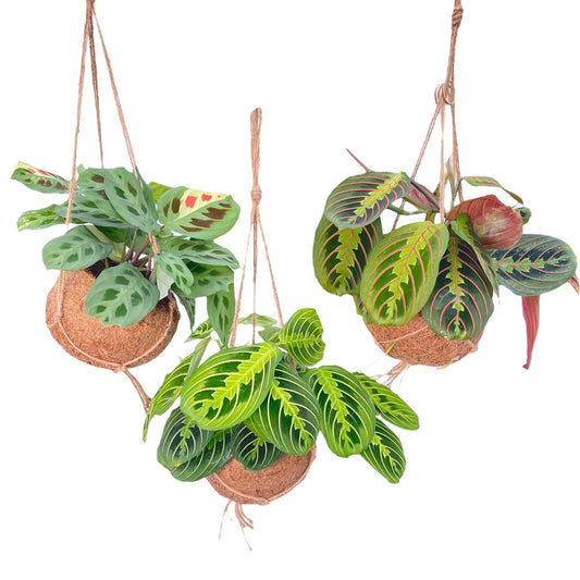 Kokodama Maranta Mix - 3 Stücke - ↑20cm - Ø15cm