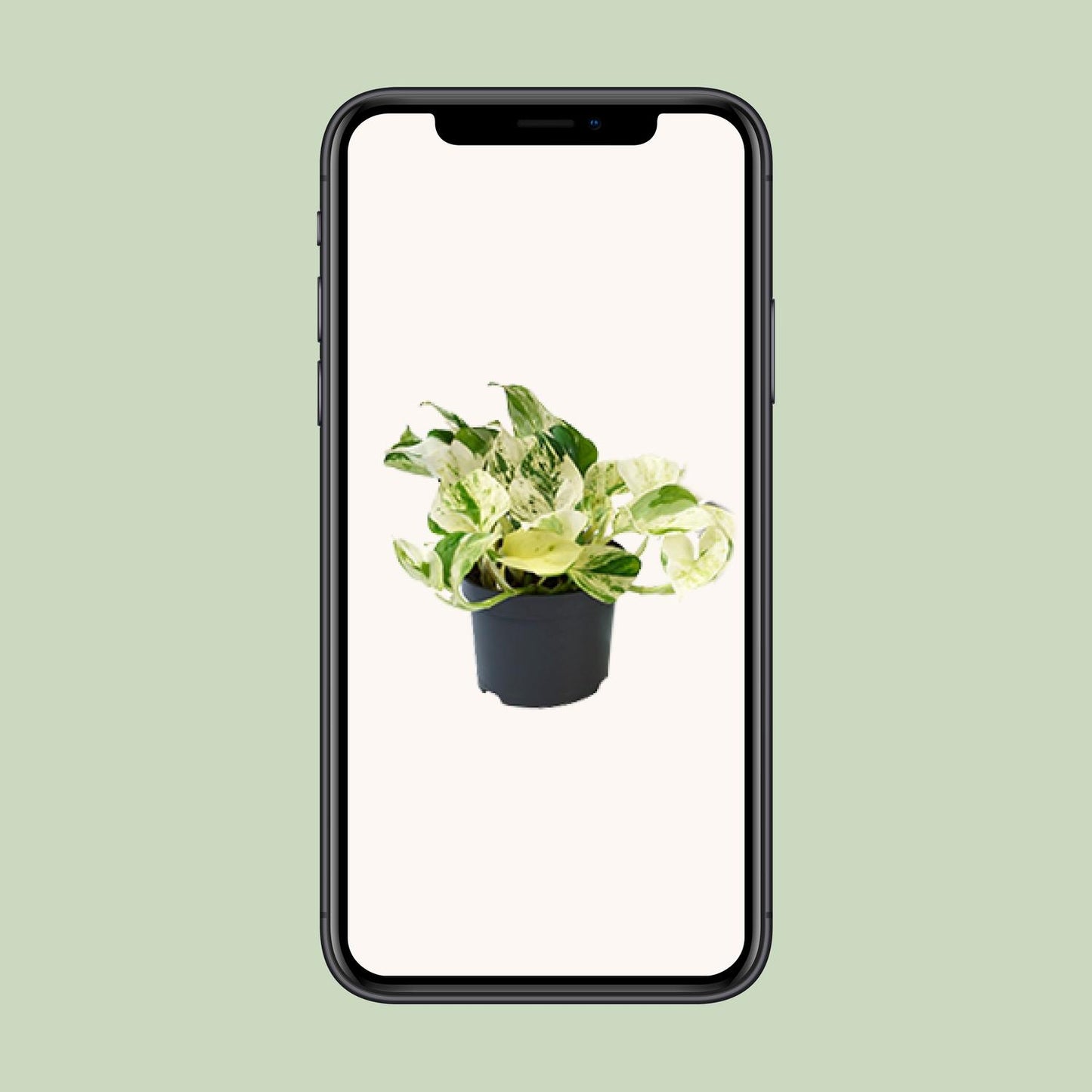 Efeutute – Epipremnum aureum 'Happy Leaf' – 15 cm – Ø12 cm - Plantabulous
