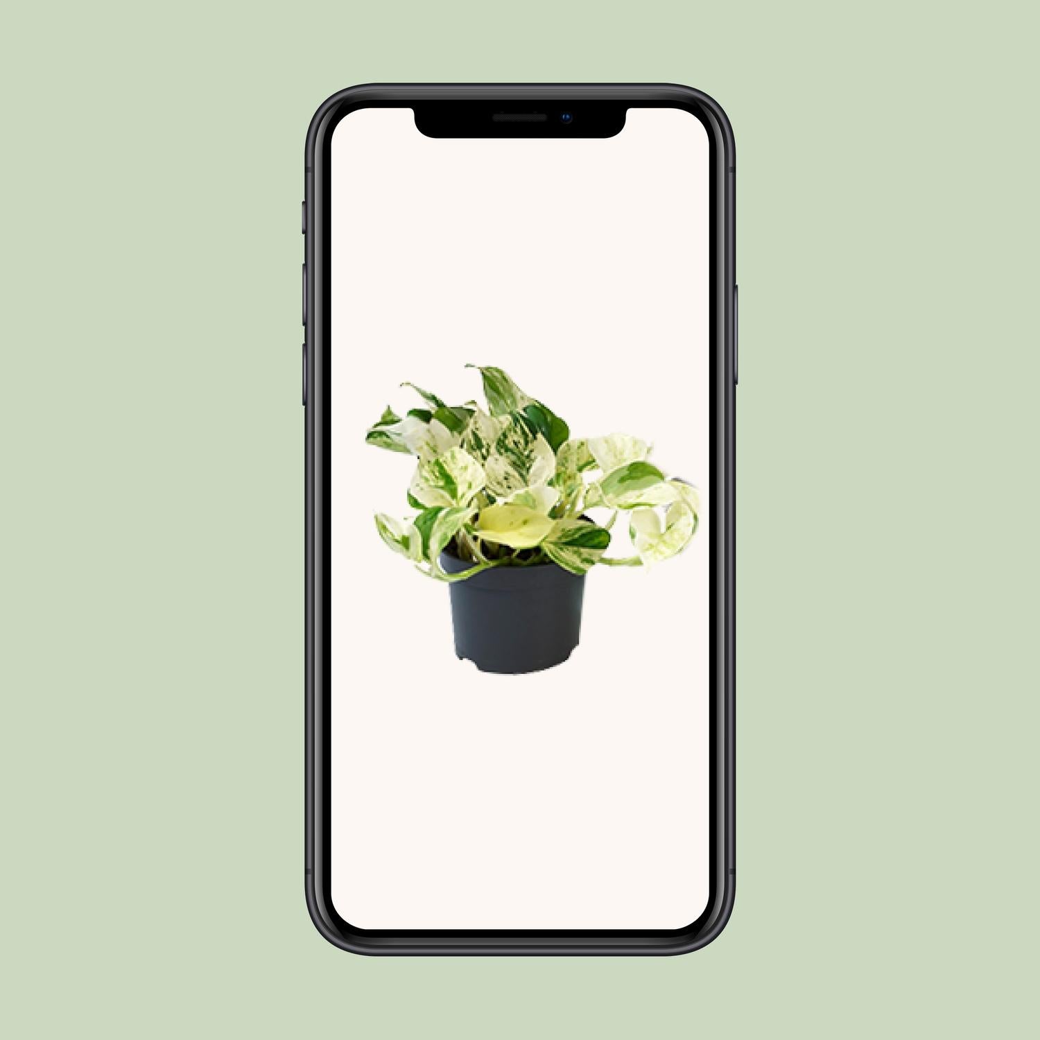 Efeutute – Epipremnum aureum 'Happy Leaf' – 15 cm – Ø12 cm - Plantabulous