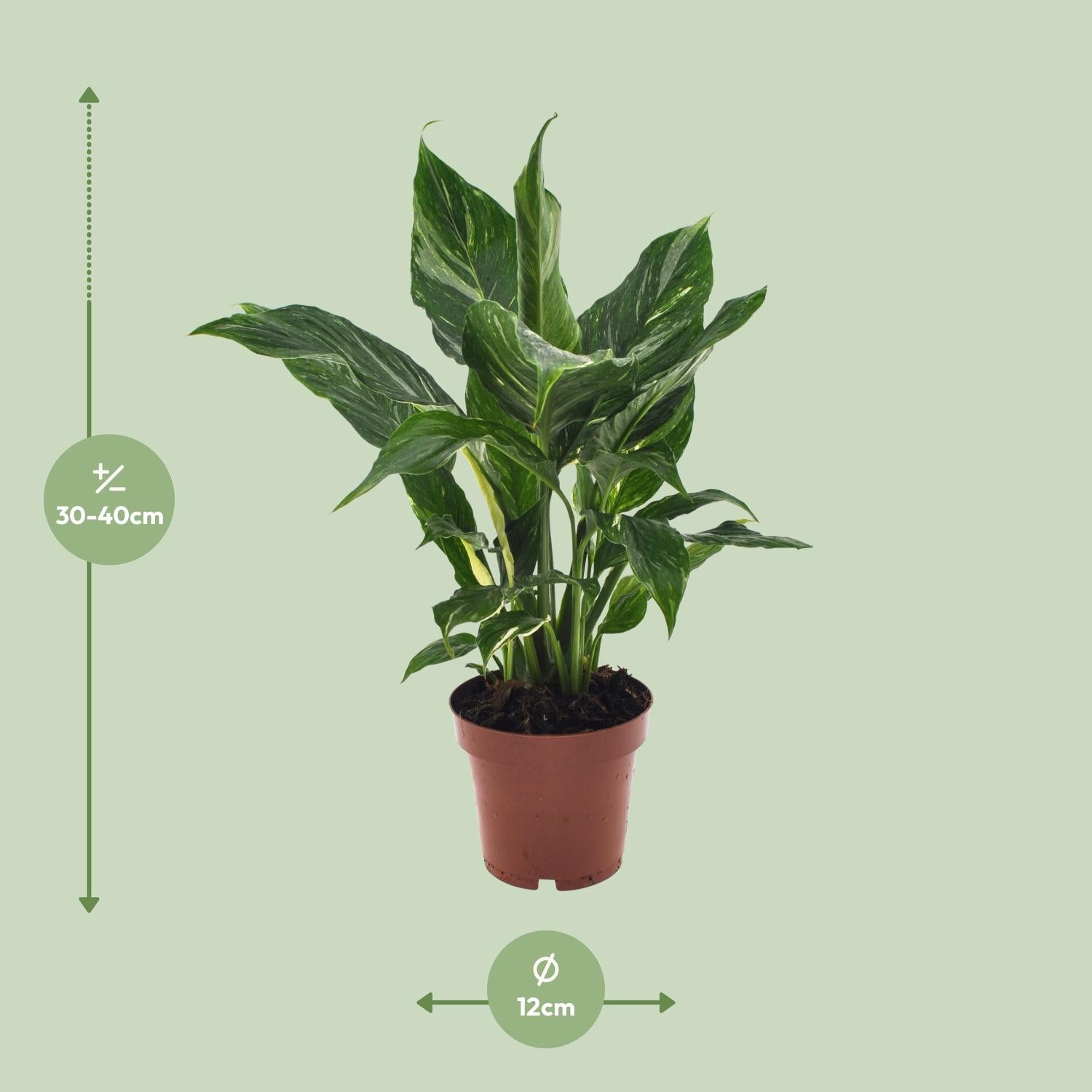 Spathiphyllum Diamond - Ø12cm - ↕40cm - Plantabulous