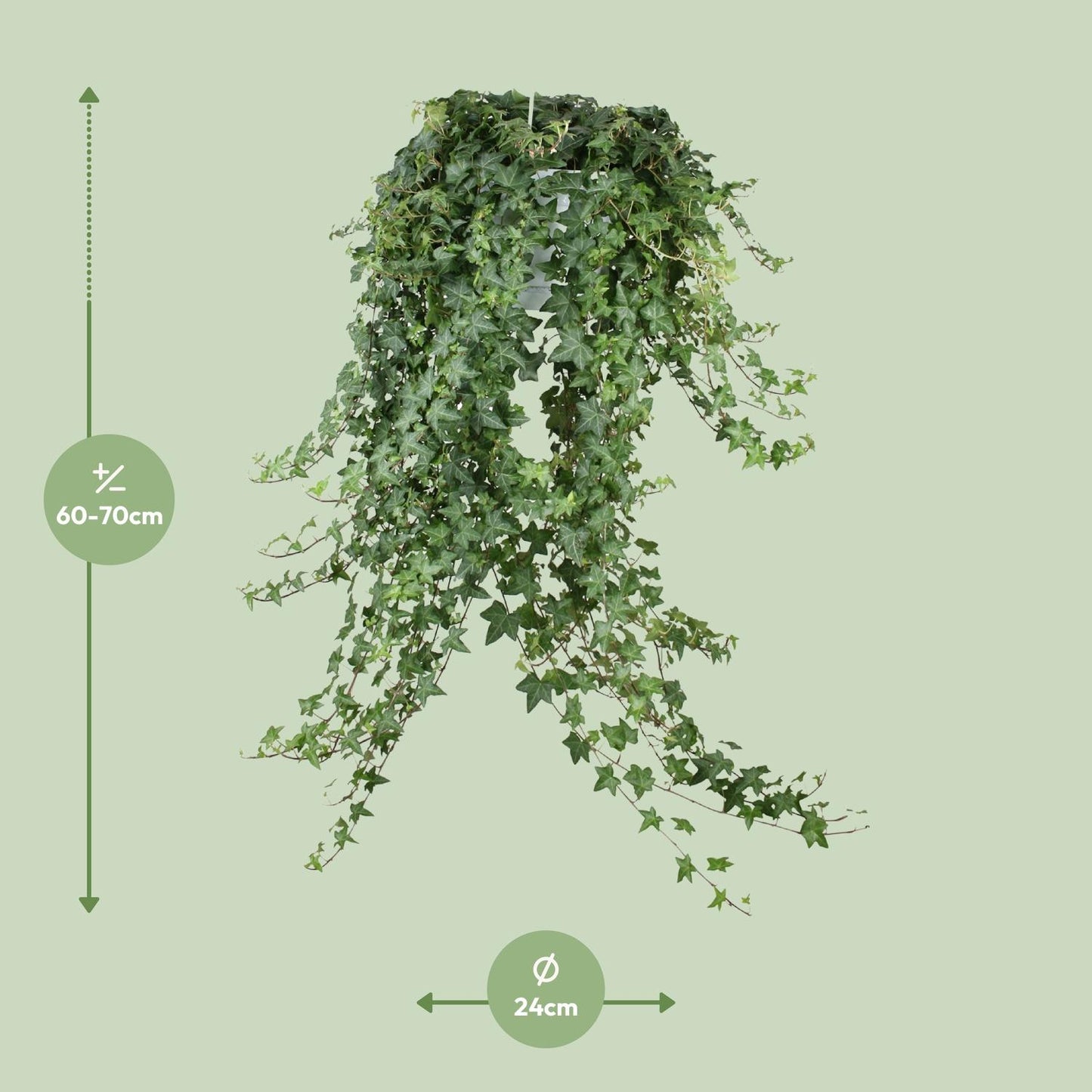 Hedera Helix Pitsburg - Hang/XXL - Ø24cm - ↕cm - Plantabulous