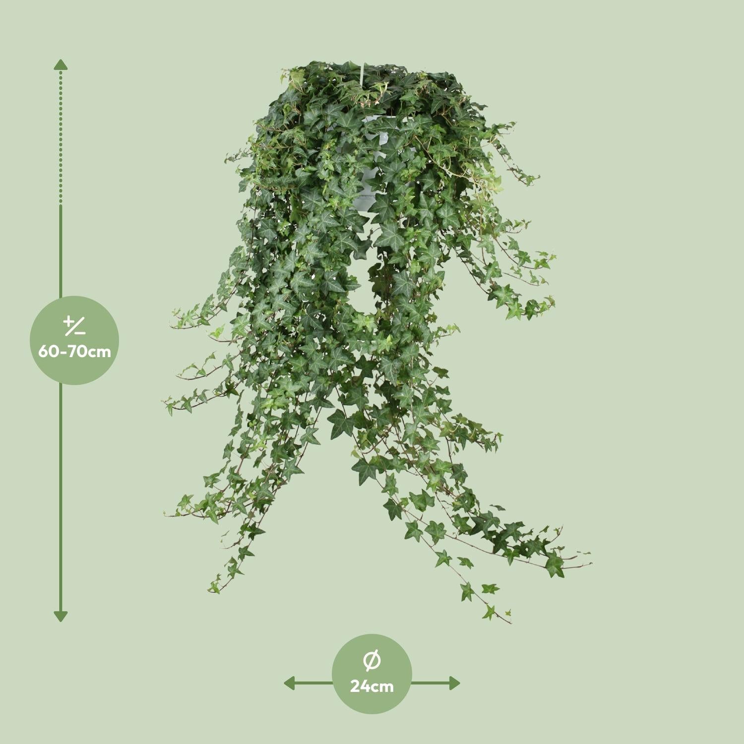 Hedera Helix Pitsburg - Hang/XXL - Ø24cm - ↕cm - Plantabulous