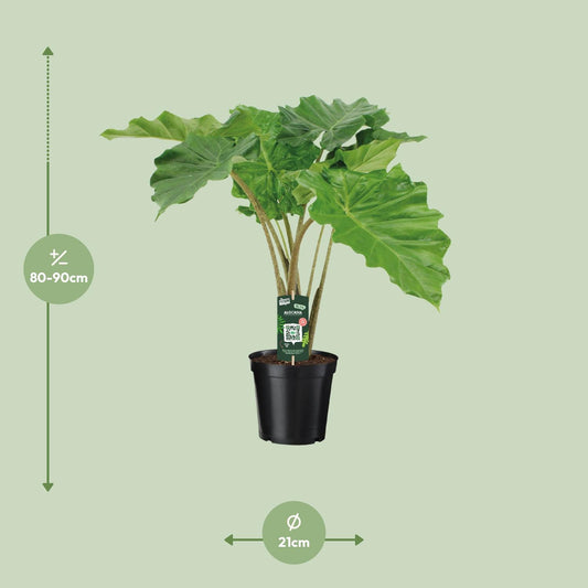 Pfeilblatt – Alocasia Portodora – 80 cm – Ø21 cm - Plantabulous