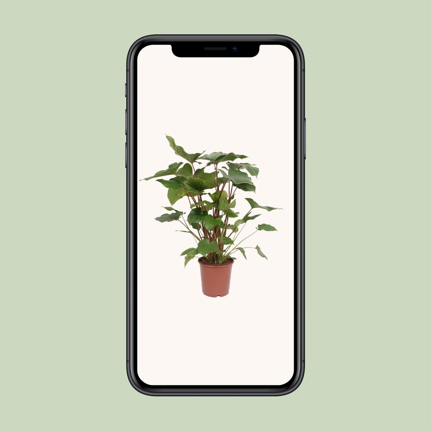 Homalomene – Homalomena Rubescens 'Maggy' – ↑90 cm – Ø24 cm
