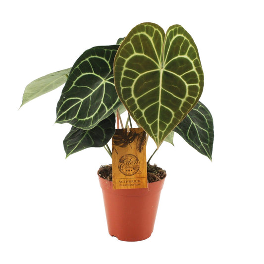 Anthurium Clarinervium - Ø15cm - ↕25cm - Plantabulous